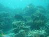 117 - 20171023 Hamilton Island Whitsundays GBR Platform Dive1