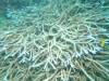 118 - 20171023 Hamilton Island Whitsundays GBR Platform Dive1