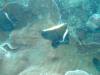 119 - 20171023 Hamilton Island Whitsundays GBR Platform Dive1