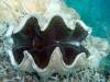 121 - 20171023 Hamilton Island Whitsundays GBR Platform Dive1