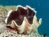 122 - 20171023 Hamilton Island Whitsundays GBR Platform Dive1