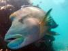 127 - 20171023 Hamilton Island Whitsundays GBR Platform Dive1