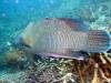 128 - 20171023 Hamilton Island Whitsundays GBR Platform Dive1