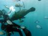 129 - 20171023 Hamilton Island Whitsundays GBR Platform Dive1