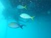 130 - 20171023 Hamilton Island Whitsundays GBR Platform Dive1