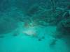 202 - 20171023 Hamilton Island Whitsundays GBR Platform Dive2