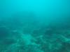 203 - 20171023 Hamilton Island Whitsundays GBR Platform Dive2