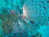 204 - 20171023 Hamilton Island Whitsundays GBR Platform Dive2