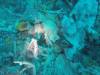 206 - 20171023 Hamilton Island Whitsundays GBR Platform Dive2