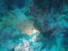 207 - 20171023 Hamilton Island Whitsundays GBR Platform Dive2