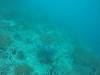 210 - 20171023 Hamilton Island Whitsundays GBR Platform Dive2