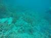 211 - 20171023 Hamilton Island Whitsundays GBR Platform Dive2