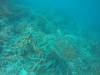 212 - 20171023 Hamilton Island Whitsundays GBR Platform Dive2