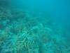 213 - 20171023 Hamilton Island Whitsundays GBR Platform Dive2