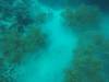 214 - 20171023 Hamilton Island Whitsundays GBR Platform Dive2