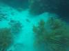 215 - 20171023 Hamilton Island Whitsundays GBR Platform Dive2