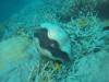 217 - 20171023 Hamilton Island Whitsundays GBR Platform Dive2
