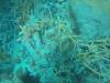 218 - 20171023 Hamilton Island Whitsundays GBR Platform Dive2
