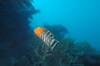 219 - 20171023 Hamilton Island Whitsundays GBR Platform Dive2