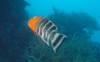 220 - 20171023 Hamilton Island Whitsundays GBR Platform Dive2
