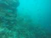 221 - 20171023 Hamilton Island Whitsundays GBR Platform Dive2