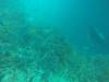 222 - 20171023 Hamilton Island Whitsundays GBR Platform Dive2