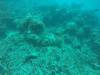 223 - 20171023 Hamilton Island Whitsundays GBR Platform Dive2