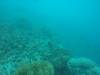 224 - 20171023 Hamilton Island Whitsundays GBR Platform Dive2