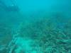 225 - 20171023 Hamilton Island Whitsundays GBR Platform Dive2