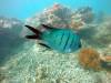 226 - 20171023 Hamilton Island Whitsundays GBR Platform Dive2