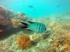 227 - 20171023 Hamilton Island Whitsundays GBR Platform Dive2