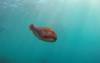 228 - 20171023 Hamilton Island Whitsundays GBR Platform Dive2