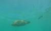 229 - 20171023 Hamilton Island Whitsundays GBR Platform Dive2