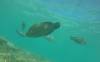 230 - 20171023 Hamilton Island Whitsundays GBR Platform Dive2