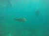 231 - 20171023 Hamilton Island Whitsundays GBR Platform Dive2