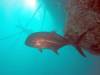 233 - 20171023 Hamilton Island Whitsundays GBR Platform Dive2