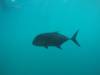 234 - 20171023 Hamilton Island Whitsundays GBR Platform Dive2