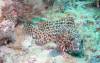 301 - 20171023 Hamilton Island Whitsundays GBR Platform Dive3