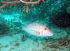 303 - 20171023 Hamilton Island Whitsundays GBR Platform Dive3