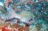 304 - 20171023 Hamilton Island Whitsundays GBR Platform Dive3