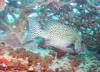 305 - 20171023 Hamilton Island Whitsundays GBR Platform Dive3