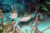 306 - 20171023 Hamilton Island Whitsundays GBR Platform Dive3