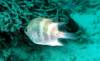 307 - 20171023 Hamilton Island Whitsundays GBR Platform Dive3