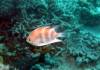 308 - 20171023 Hamilton Island Whitsundays GBR Platform Dive3
