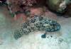 309 - 20171023 Hamilton Island Whitsundays GBR Platform Dive3