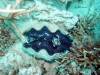 311 - 20171023 Hamilton Island Whitsundays GBR Platform Dive3