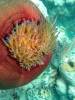 312 - 20171023 Hamilton Island Whitsundays GBR Platform Dive3