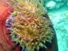 313 - 20171023 Hamilton Island Whitsundays GBR Platform Dive3