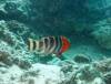 315 - 20171023 Hamilton Island Whitsundays GBR Platform Dive3