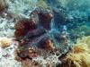 316 - 20171023 Hamilton Island Whitsundays GBR Platform Dive3